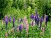 Lupine Field
