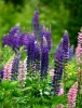 Lupines
