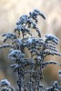 Frosty Goldenrod
