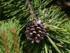 Spruce and Cone