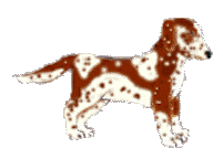 Nenuphar is very frisky her favorite thing being to chase unsuspecting squirrels up trees.