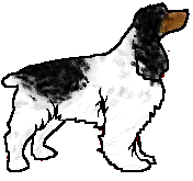 Female cocker spaniel Umalum