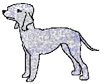 Feather is the youngest of the bedlington. Infact she's quite the clown.