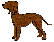 Very predictable this male bedlington has been nicknamed Trusty