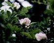 Wild Rose