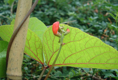 Black Magic leaf veins