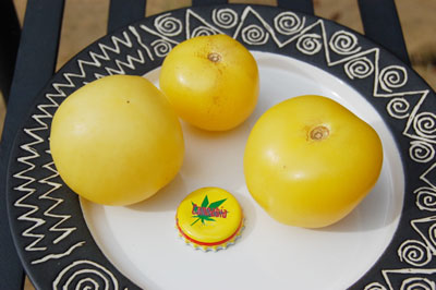 Douce de Picardie tomato