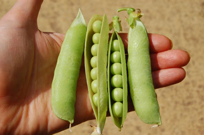 Gravedigger peas