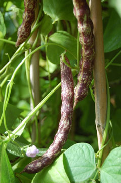 Major Cook's Bean pods