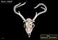 Deer Skull Image