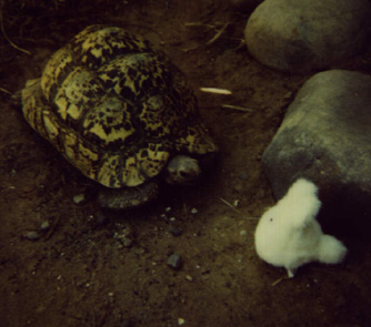 Puncta and chibi totoro