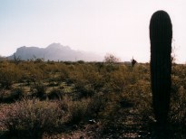 saguaro