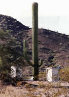 Cell Phone Tower
Disguised as Saguaro
Cave Creek Road
West of 7th Street
Phoenix, AZ, USA