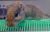 Gere's gerbil