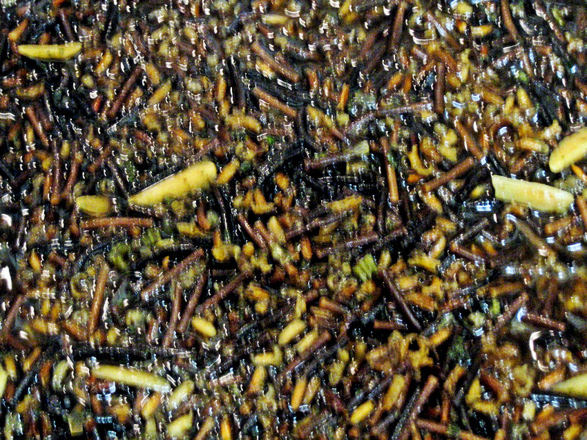 Myanmar cyclone damage