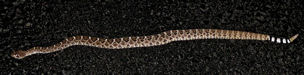 Western Diamondback
Does not play third base
