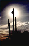 Prickly Shade Sahuaro