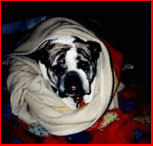 Meanest Bulldog in Arizona