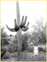 Elaine & Sahuaro Cactus