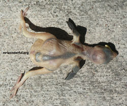 dead bird