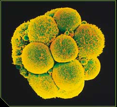 pre-human. Such cute dimples