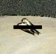 missionary style bird legs