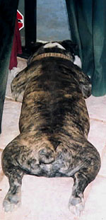 Shadrach keeping the 40,000 gallon pool monster at bay