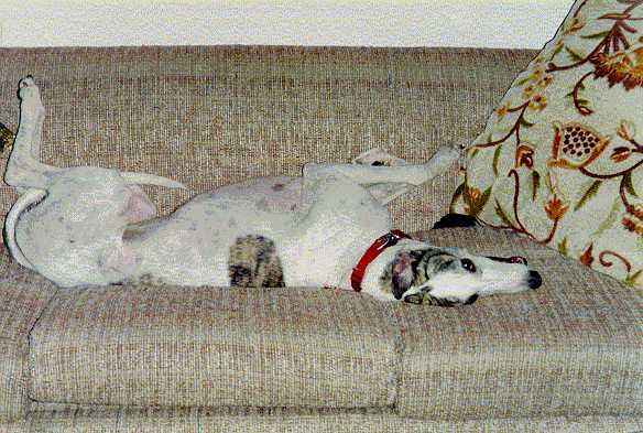 couch.jpg (45343 bytes)