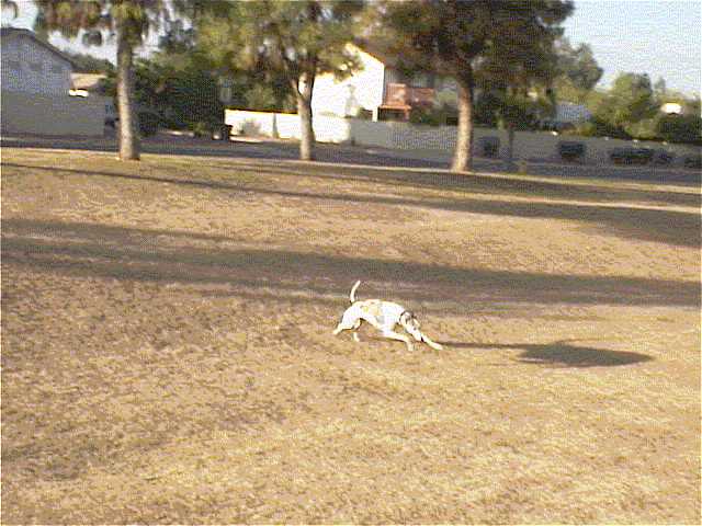 gracierun01.jpg (45389 bytes)