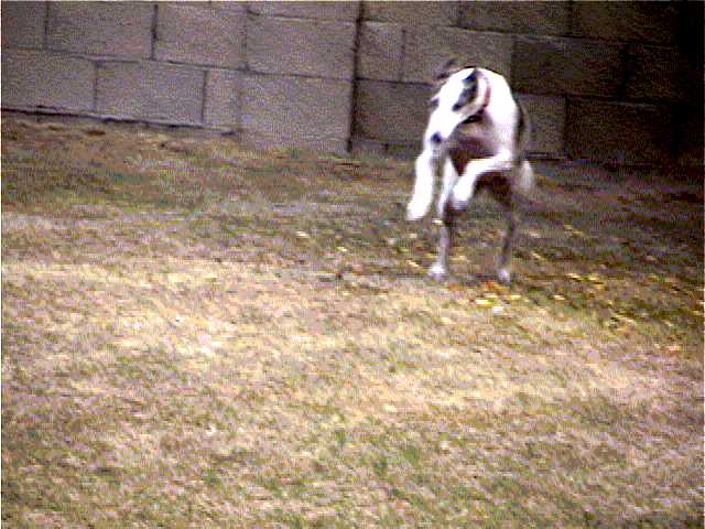 gracierun02.jpg (47404 bytes)