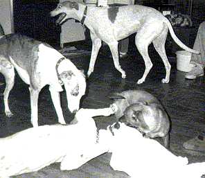 party.jpg (13687 bytes)