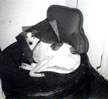 uhoh.jpg (18381 bytes)