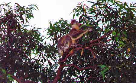 koala3