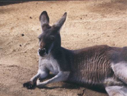 kangaroo