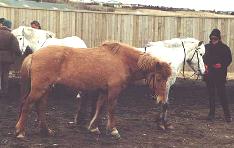 Iceland Clicker Demo