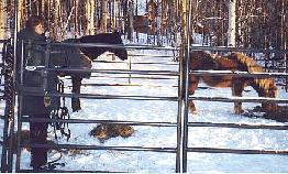 Kjarkur, Domino, Kay