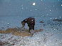 Snickers eating in the snow