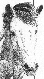 Ljufur, Icelandic Horse