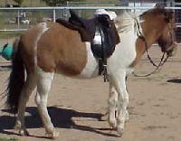 Vinur and Saddle