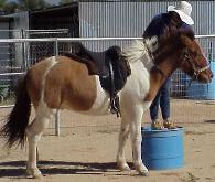 Vinur and Saddle