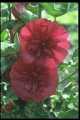 Hollyhock, (Alcea Rosea)
