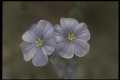 Perennial Flax, (Linum Perenne)