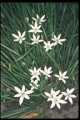 Star of Bethlehem, (Ornithogalum Umbellatum)