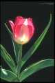 Pink Beauty Tulip, (Tulipa Gesneriana)
