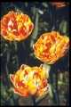 Double late tulips, 'Nizza'