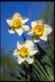Small-cupped Narcissi, 'Barrett Browning'