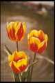 Single early tulips, Keizerschroon