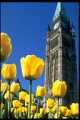 Peace Tower with tulips, Ottawa