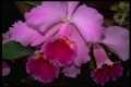 Cattleya