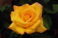 Gold medal Grandiflora Rose, 'Aroyqueli'